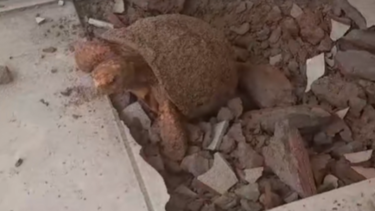 Jabuti é encontrado após 10 anos soterrado