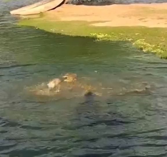 Cachorro escapa de ataque de jacaré em lagoa na Bahia