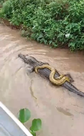 Folgada: sucuri “pega carona” em jacaré no Pantanal