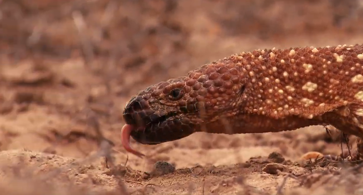 Conheça o monstro-de-gila e sua ligação com o Ozempic