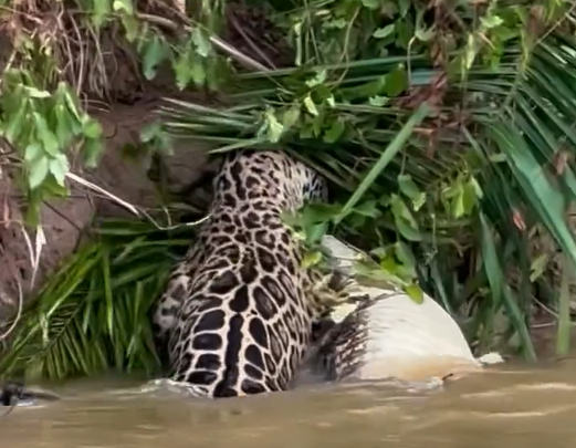 Fotógrafo flagra onça-pintada caçando jacaré no Pantanal