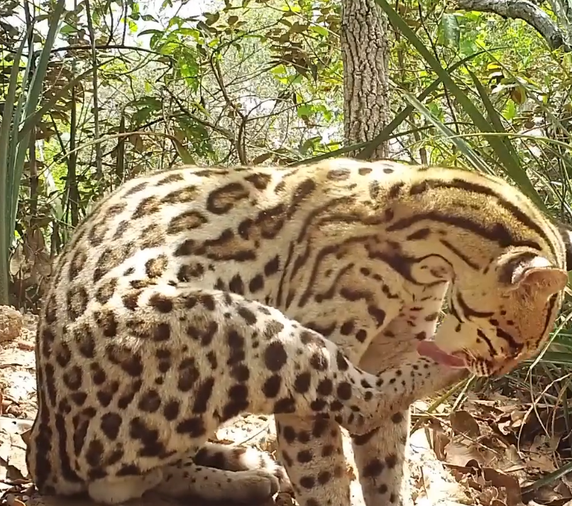 Onça-pintada é flagrada tentando invadir toca de tatu-canastra
