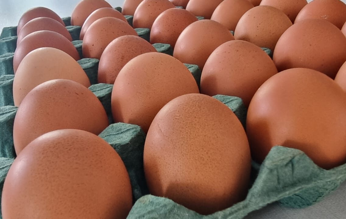 Preços dos ovos caem na primeira quinzena de julho