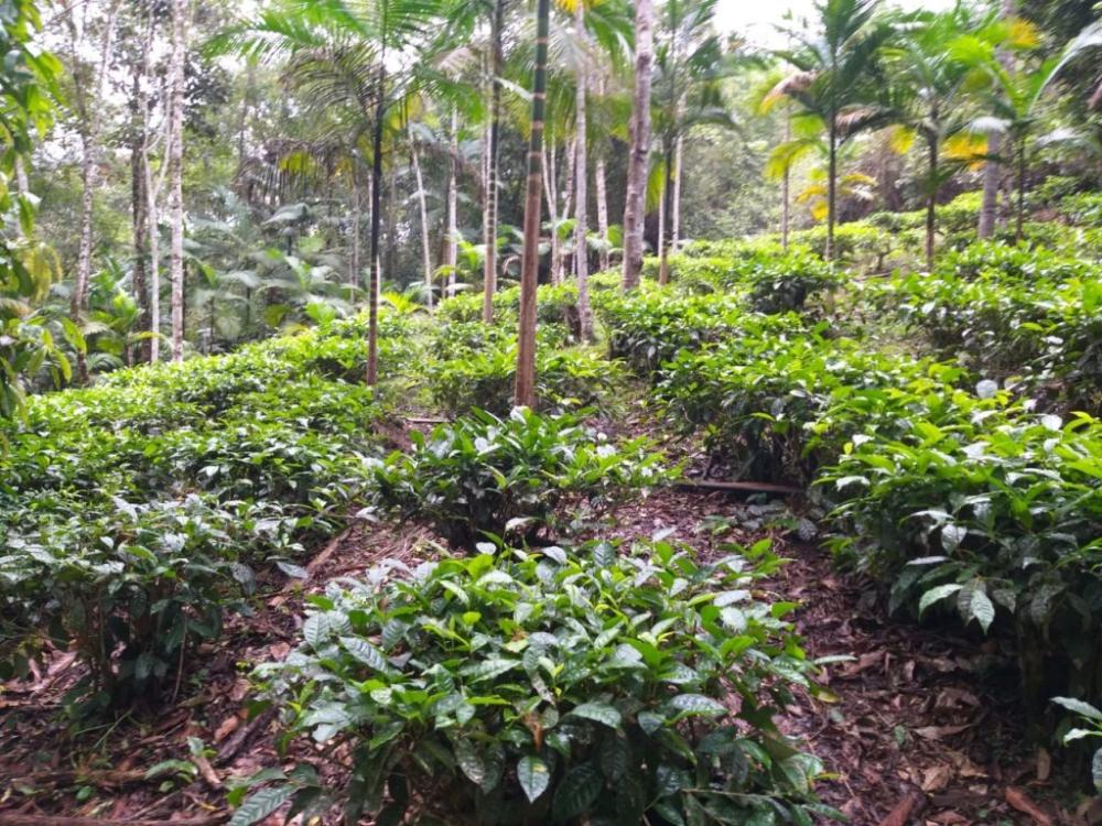 Programa de recuperação da palmeira-juçara remunera agricultores