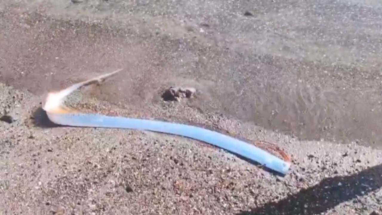 “Peixe do fim do mundo” aparece em praia mexicana