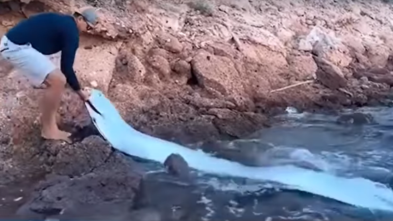 Peixe do juízo final gera alerta no Espírito Santo; entenda o erro