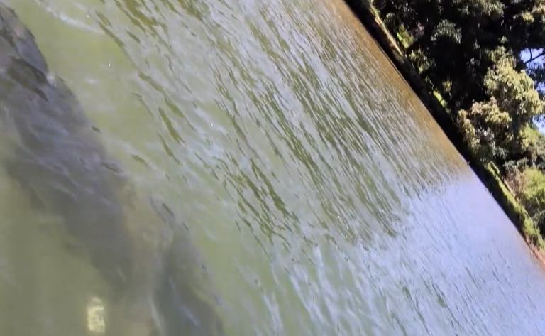 Pirarucu gigante é avistado no Lago Paranoá