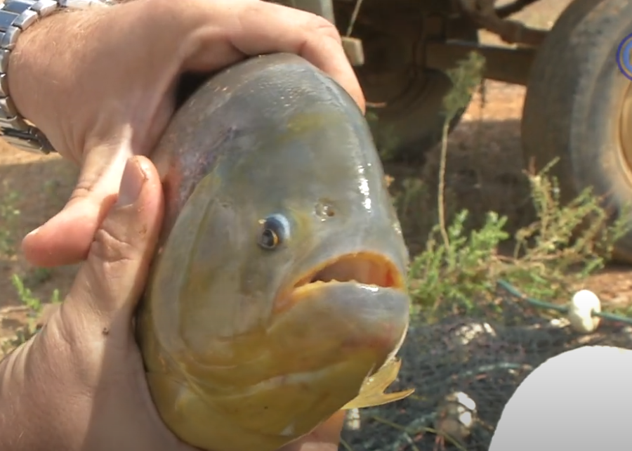 Itirapina reabre Balneário do Broa após ataques de piranhas