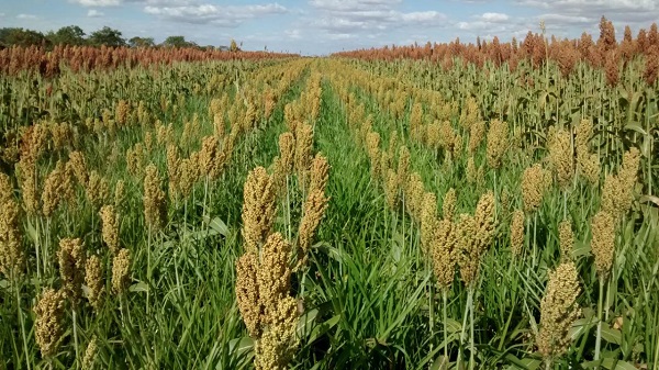 Uso de plantas de cobertura cresce no agro brasileiro,