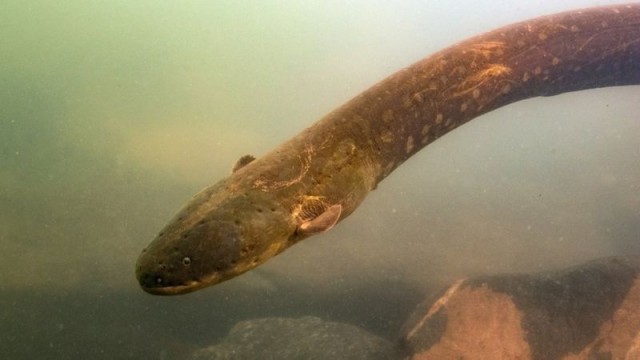 Poraquê: vídeo mostra peixe elétrico atacando jacaré
