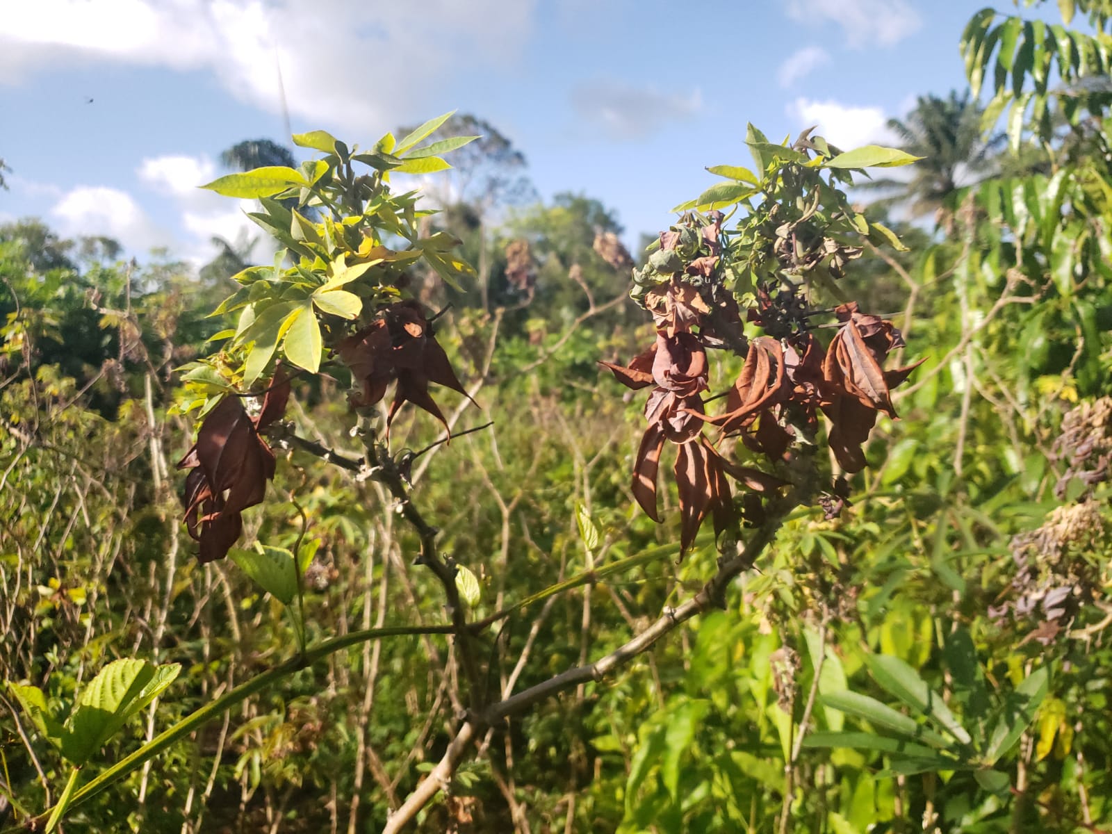 Praga da mandioca: declarada emergência no Amapá e Pará