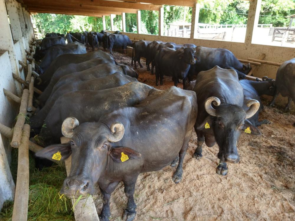 Projeto gera aproveitamento de resíduos orgânicos