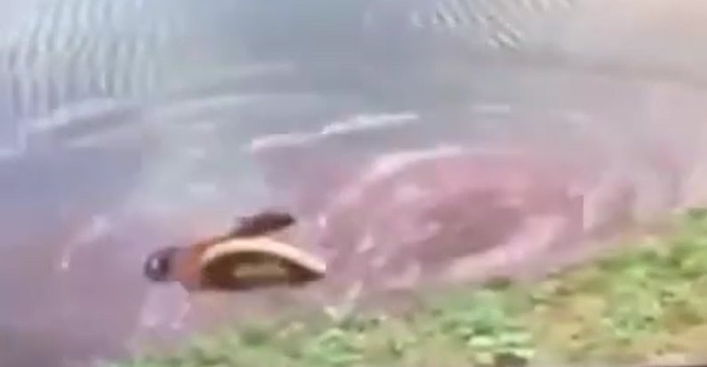 Vida selvagem: sucuri surpreende e ataca carneiro em lagoa