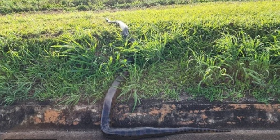 Sucuri de seis metros é flagrada na BR-050 em Goiás