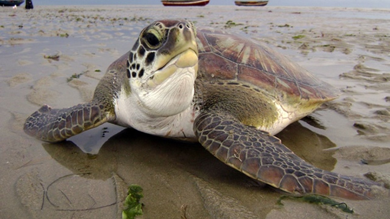Tartaruga-verde é devolvida ao oceano após ficar presa em rede