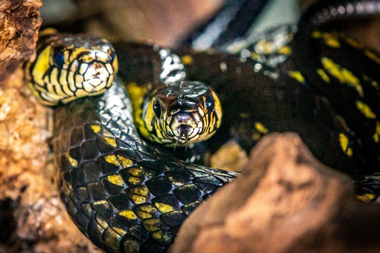 Assista: cobra caninana faz ataque mortal