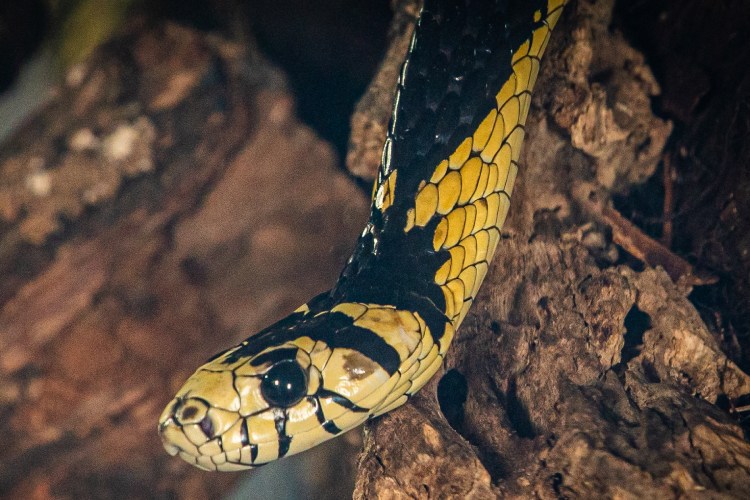Estratégia: cobras usam cachos de banana como armadilha