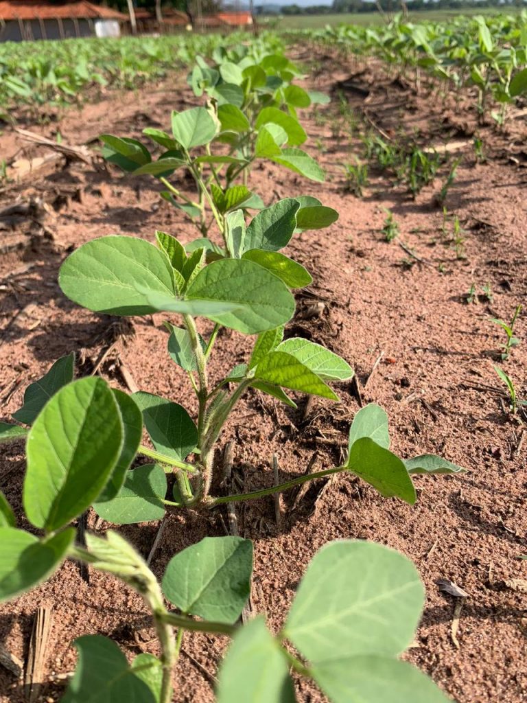 Pesquisa avalia viabilidade econômica do cultivo de soja precoce em solo arenoso