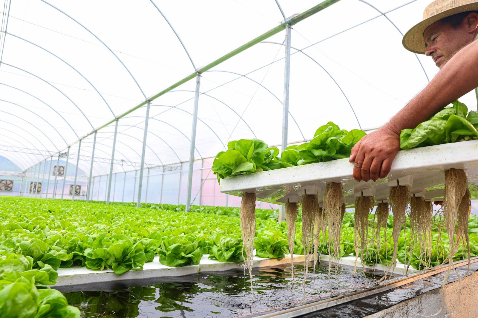 Hidroponia floating: técnica revoluciona no cultivo de hortaliças