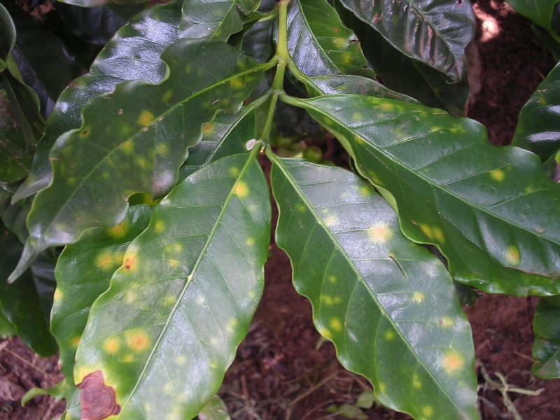 Ferrugem do cafeeiro: desafio econômico para a lavoura