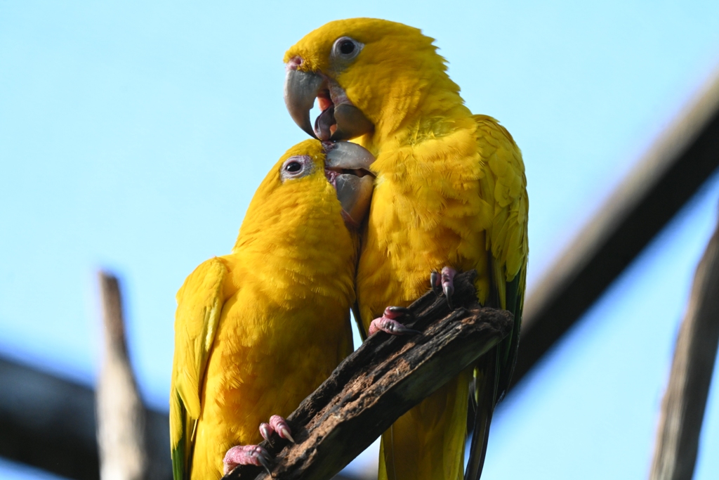 Mário Barila fotografa reintrodução de ararajubas na natureza