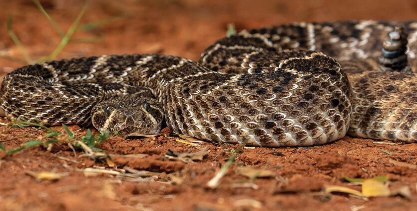 Encontro com cobras em propriedades rurais exige prevenção e ação rápida