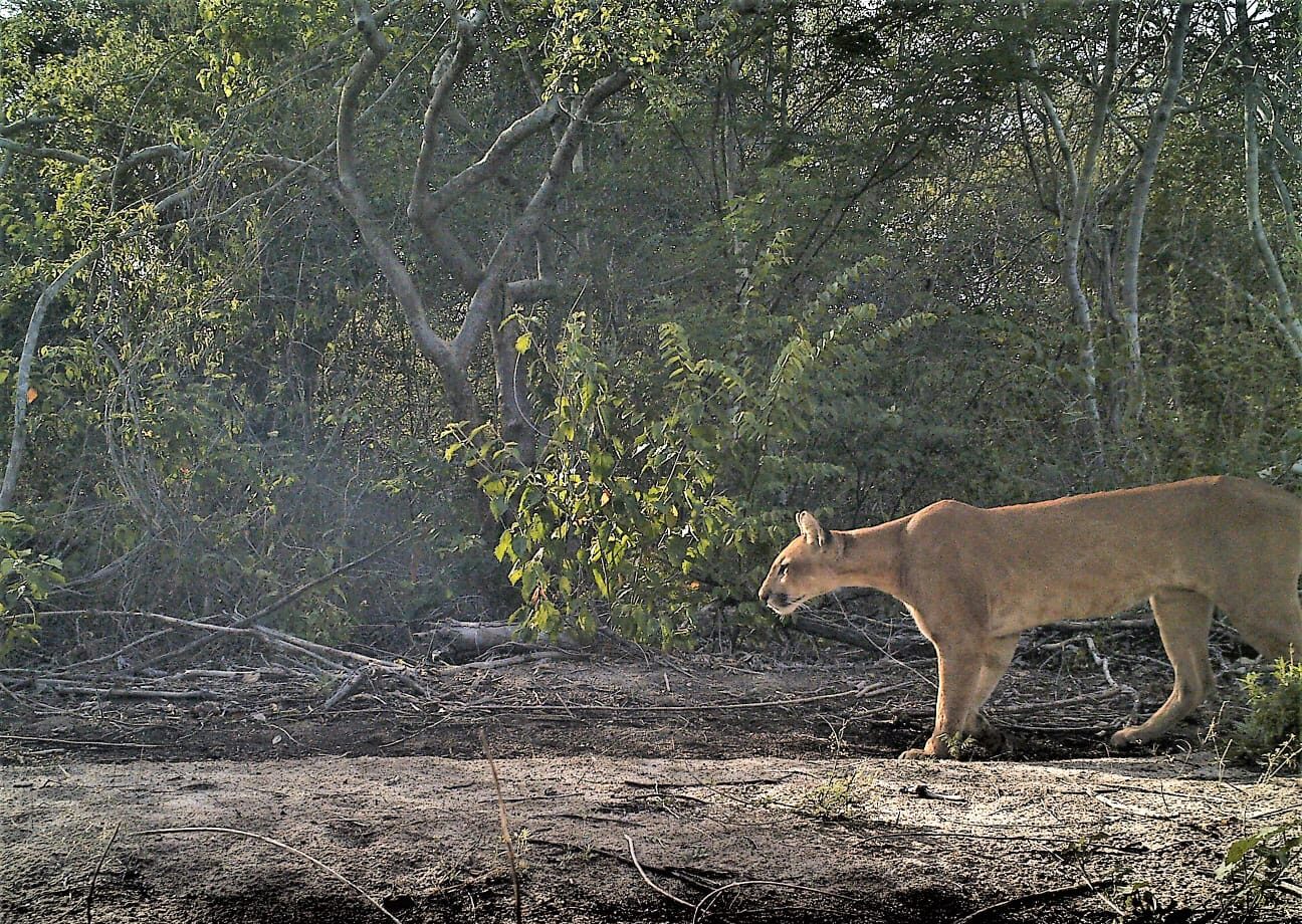 Programa Amigos da Onça promove coexistência na Caatinga