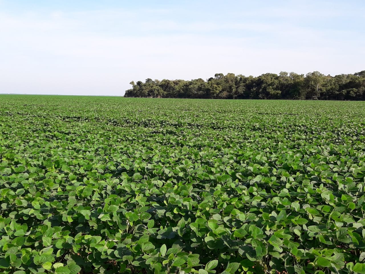 Plantio de soja em MS tem expectativa de crescimento na produção