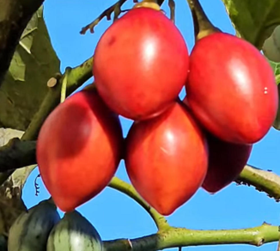 Tamarillo: conheça o tomate-de-árvore