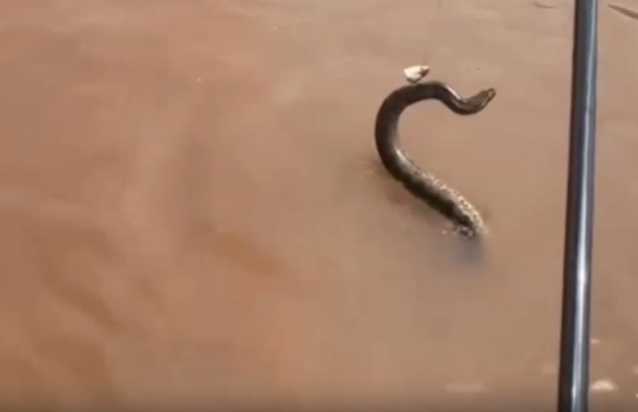 História de pescador: guia de pesca fisga sucuri no Rio Araguaia