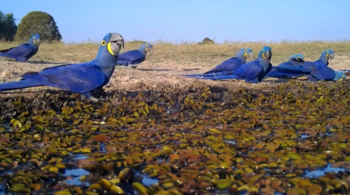 Araras-azuis são flagradas se refrescando no Pantanal