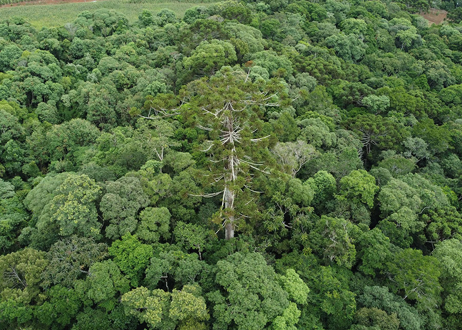Embrapa clona araucária centenária que tombou no Paraná