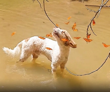 Cachorro é “atacado” por borboletas; entenda o fenômeno