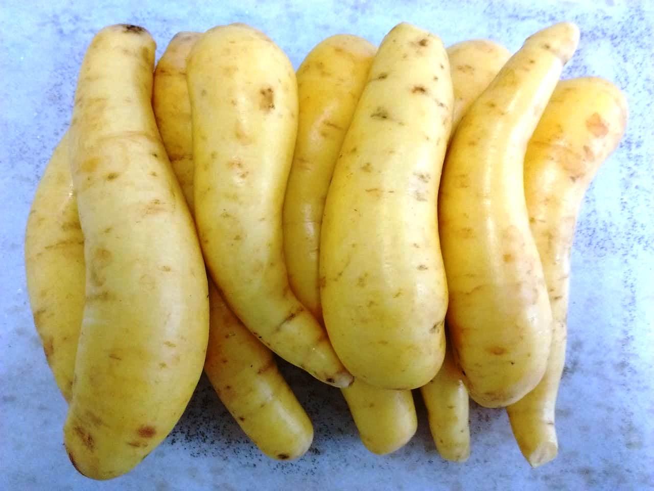 Calor faz batata-baroa “cozinhar” no solo no Espírito Santo