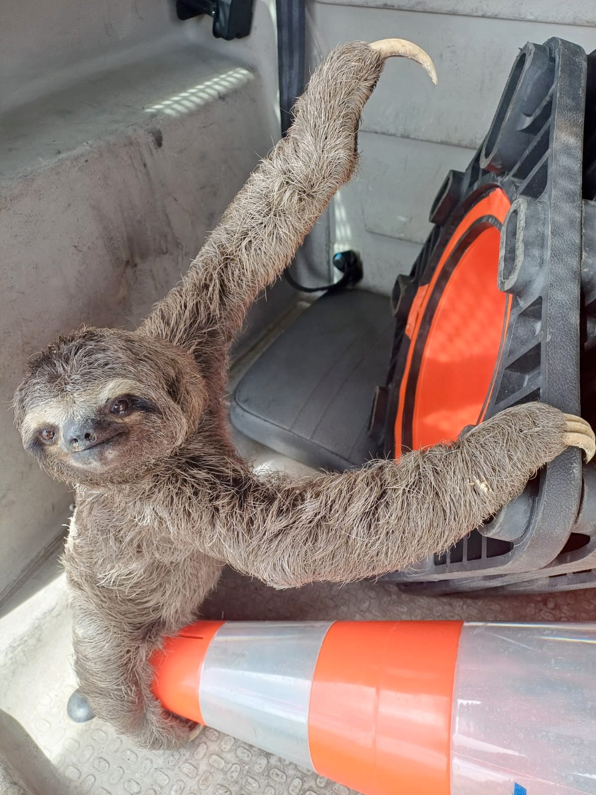 Bicho-preguiça é resgatado pela PRF na BR-232