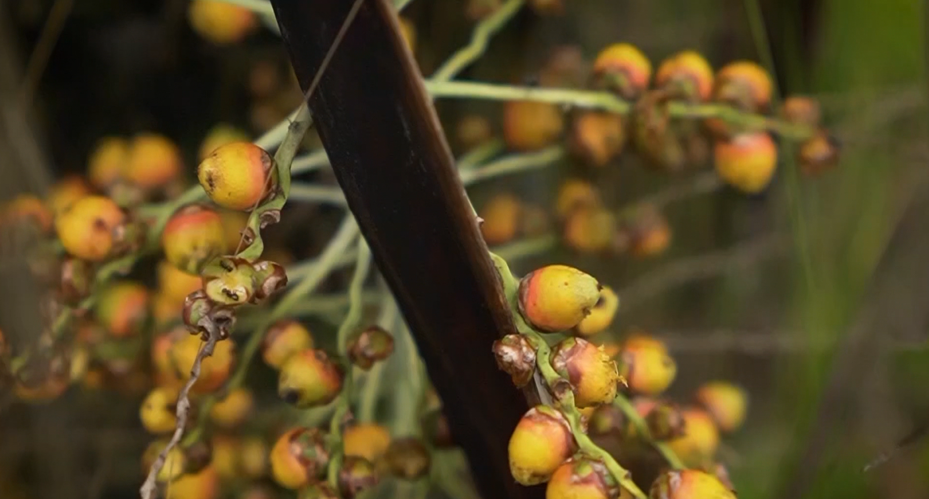 Butiá: tesouro natural do sul brasileiro