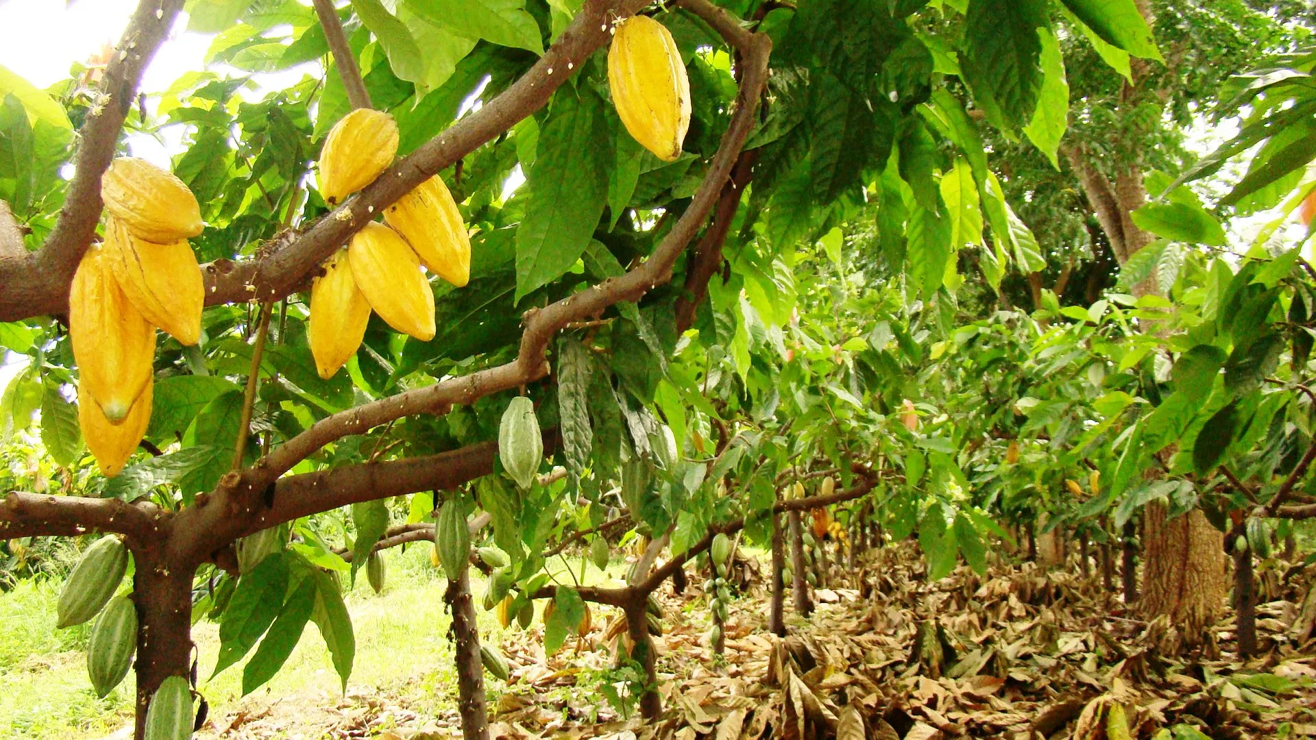 Cacau: Fundo busca R$ 1 bi para investir em produtores no Brasil