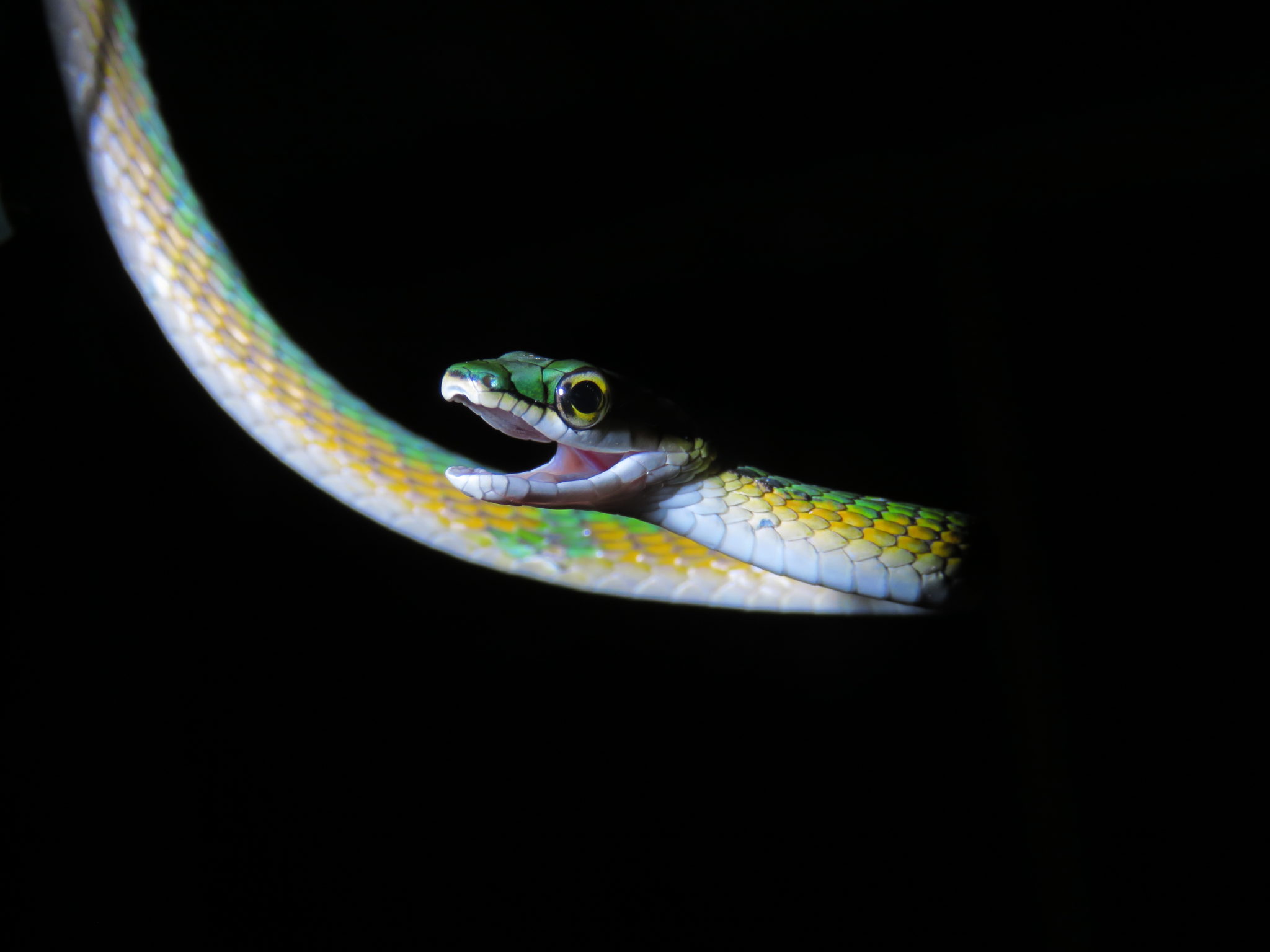 Pesquisadores descobrem nova espécie de Cobra-Papagaio