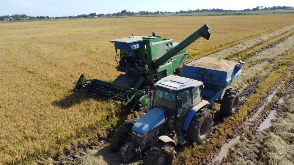 Colheita do arroz no RS ultrapassa 50% da área plantada