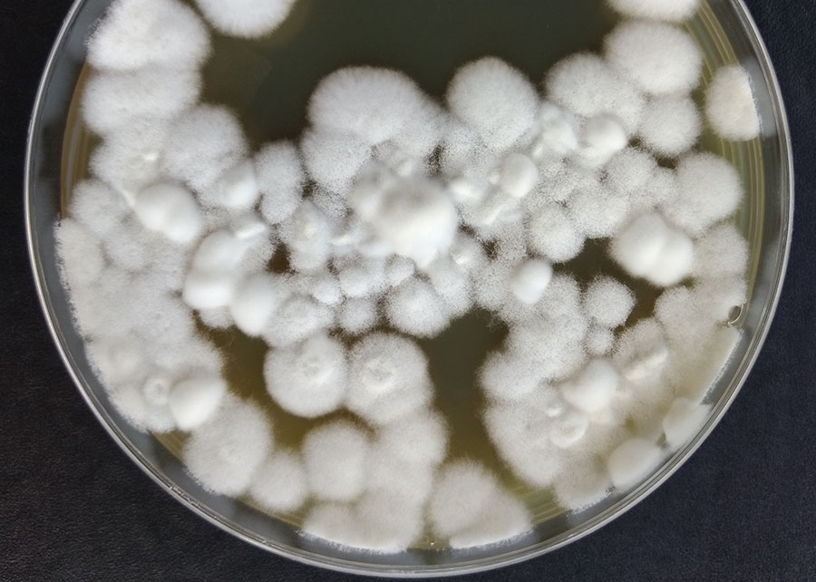 Edição genética de fungos no controle biológico de pragas