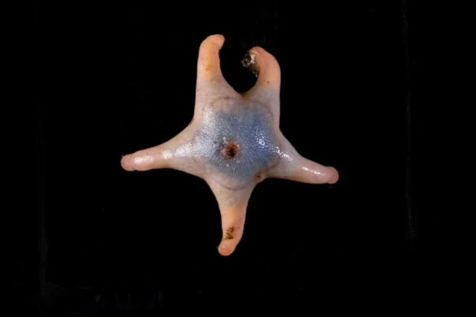 866 novas espécies marinhas são descobertas em projeto de pesquisa