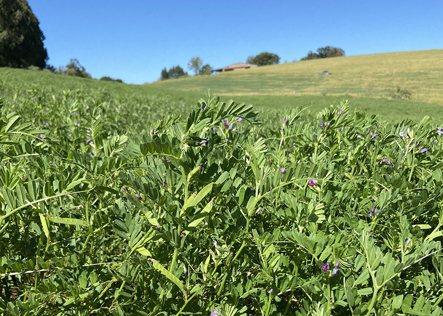 Nova cultivar de ervilhaca impulsiona produtividade e sustentabilidade