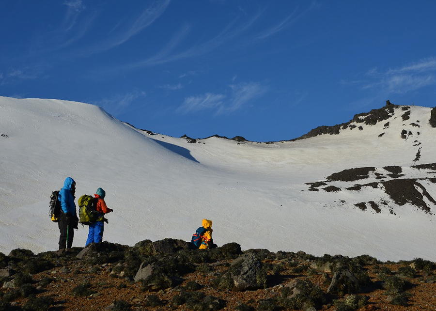 Fungo da Antártica pode levar a novo biopesticida