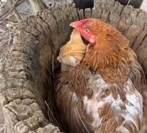Um estranho no ninho: vídeo mostra galinha com seu “filhote” gato