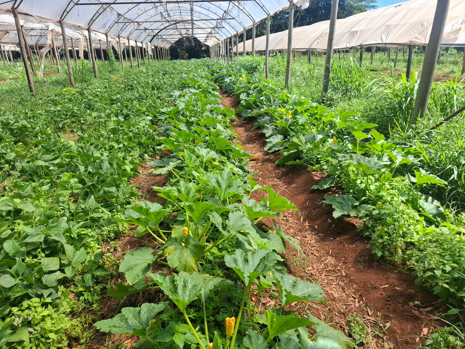 Agricultura familiar poderá acessar R$ 500 milhões em garantias de crédito do FGO