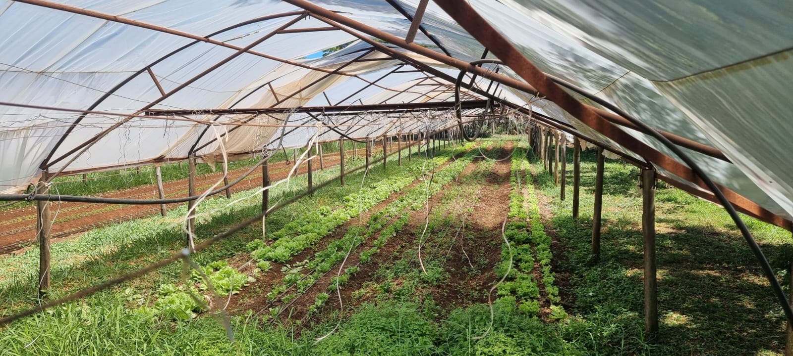CCJ aprova inclusão de 30% de produtos da agricultura familiar em cestas básicas