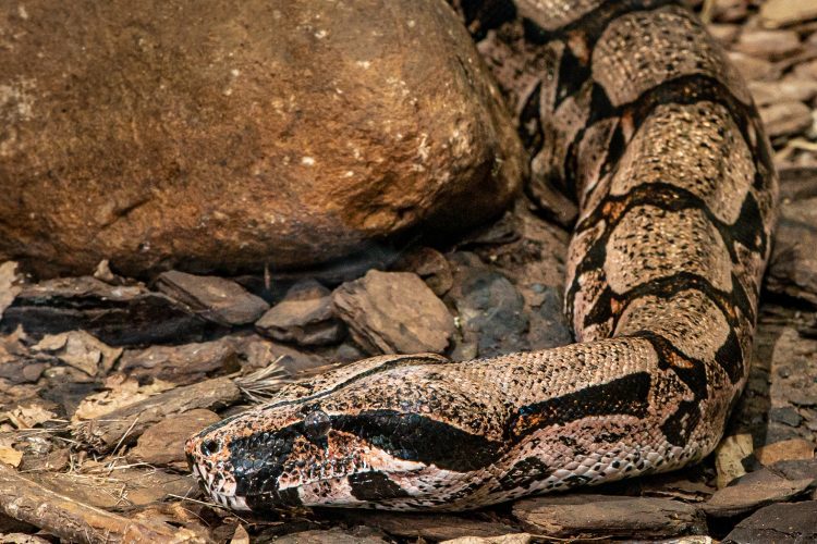 Guarda-parques resgatam jiboia em Bangu