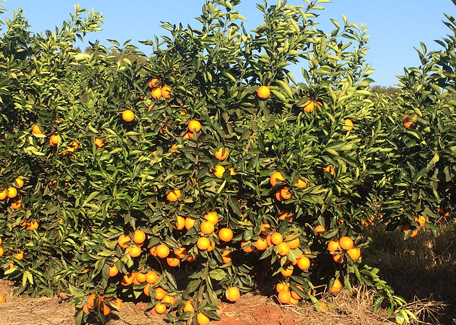 Além dos grãos: maiores fazendas de frutas do mundo estão no Brasil