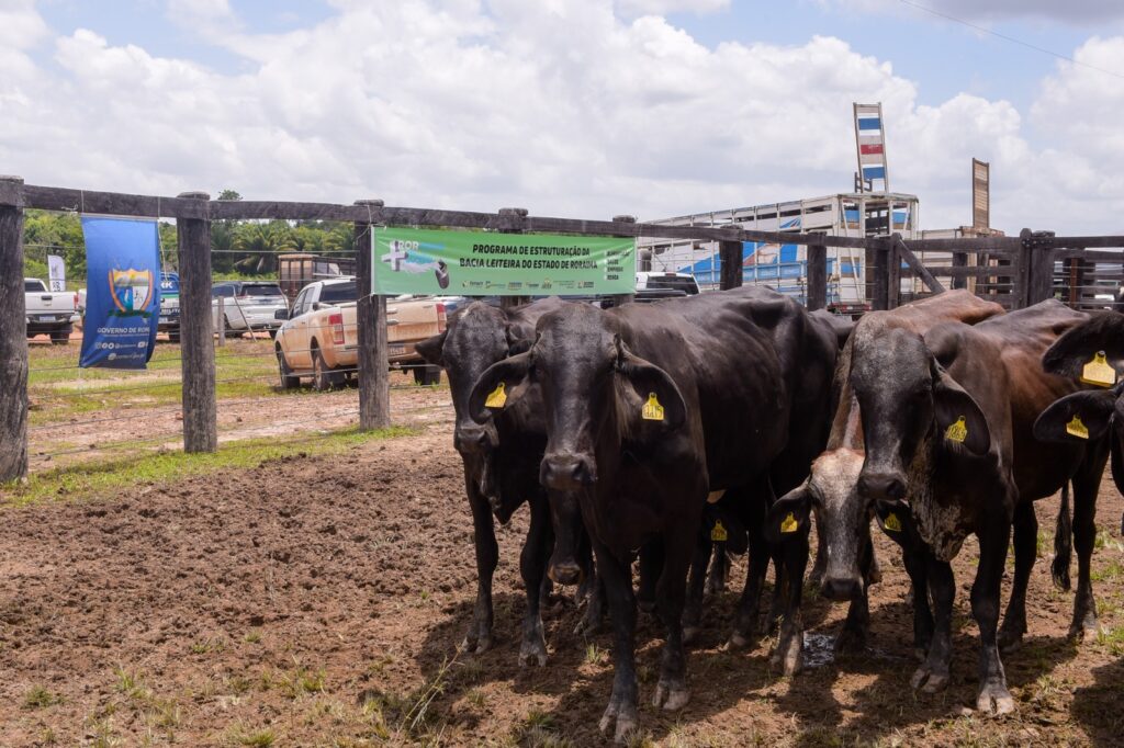Governo de Roraima entrega 90 matrizes leiteiras