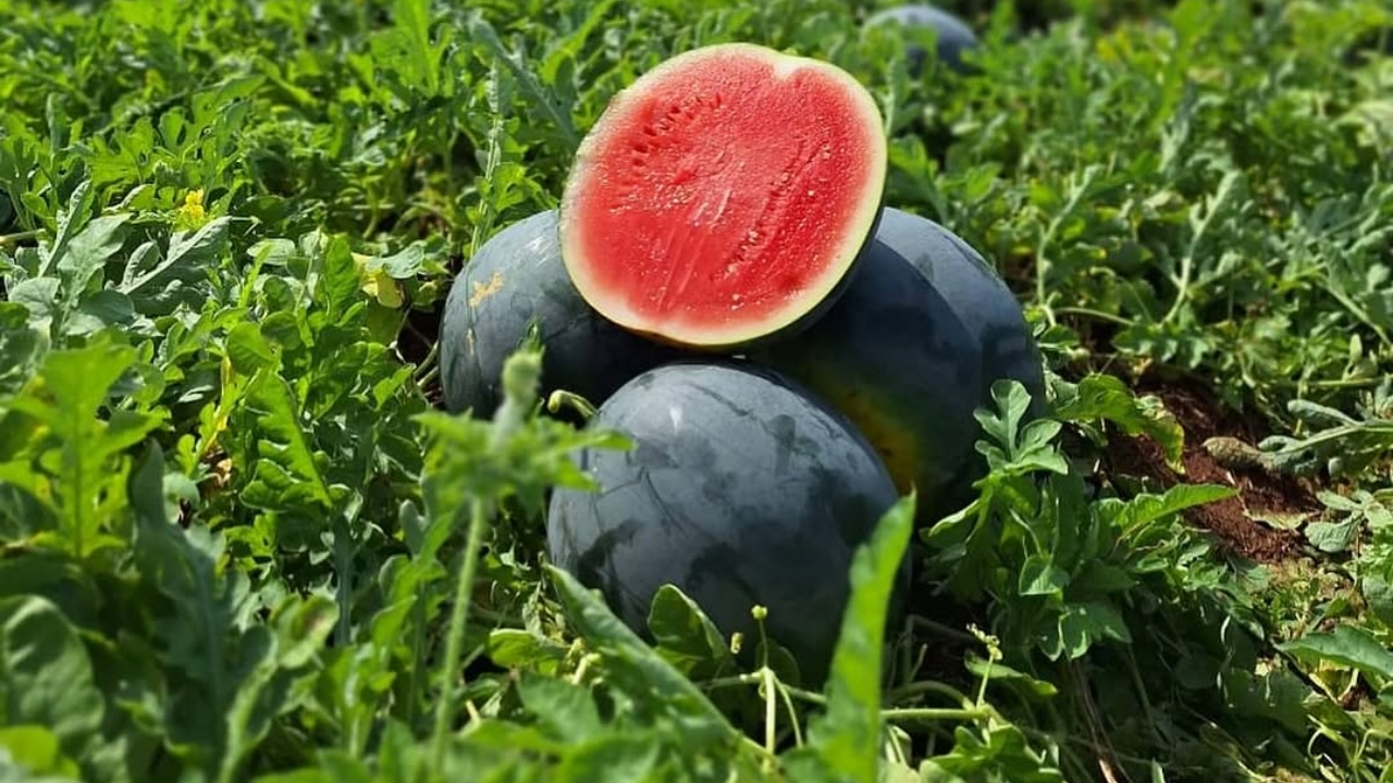 Melancia preta atrai mercado com sabor único e aparência exótica
